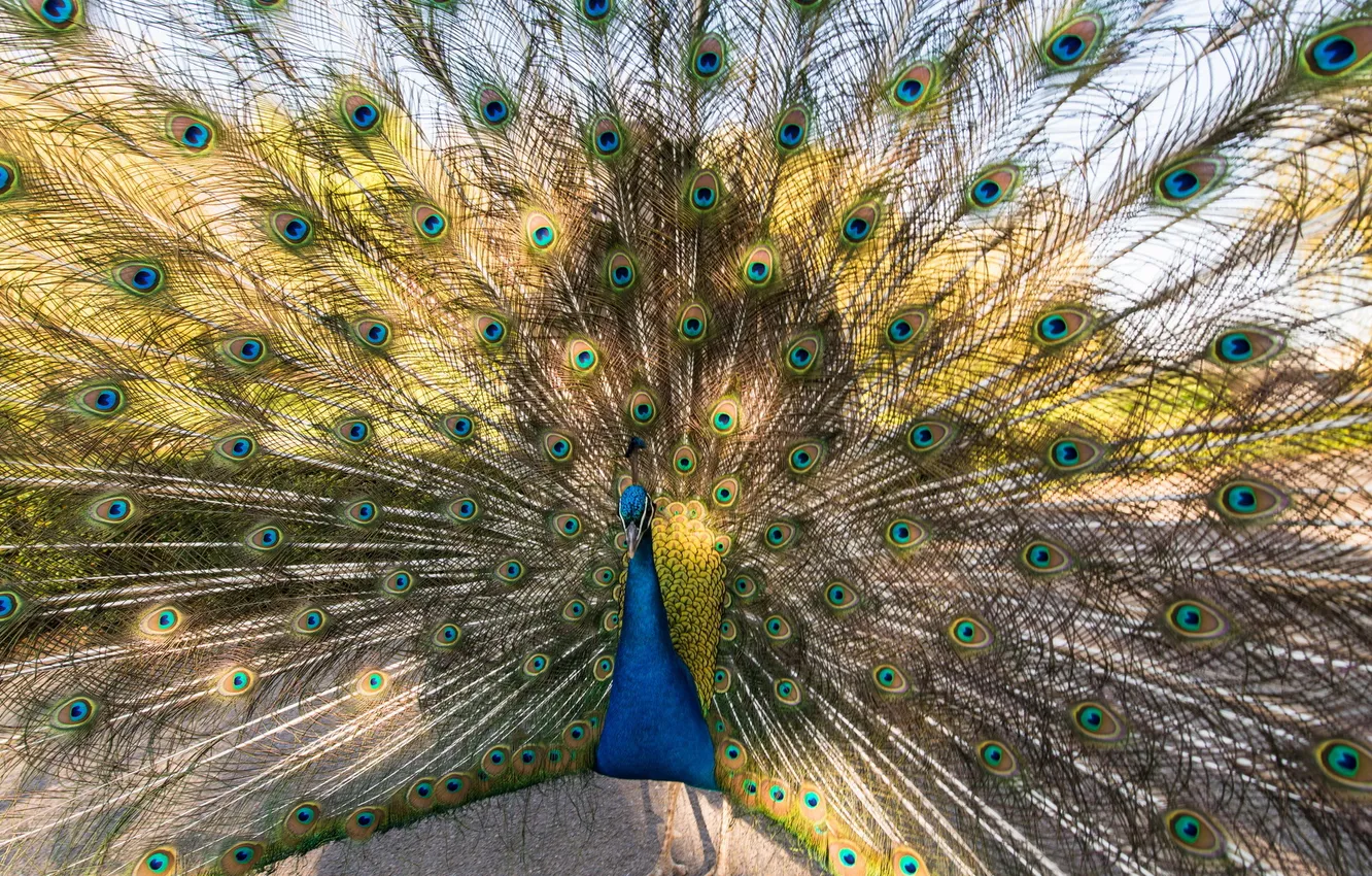 Фото обои Nature, Peacock, Bird