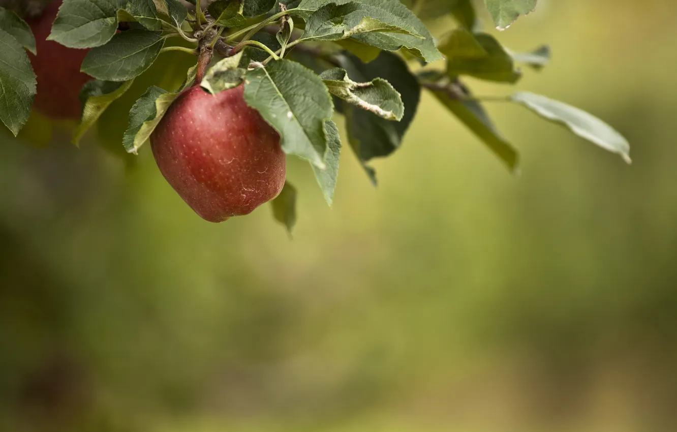 Фото обои лето, природа, яблоко, яблоня