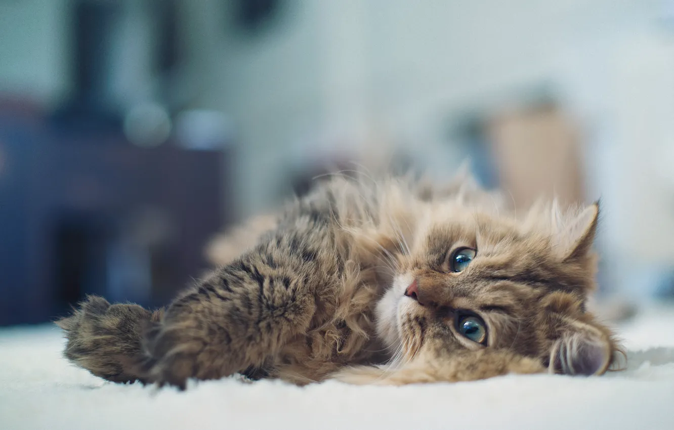 Фото обои кошка, лежа, Daisy, Ben Torode, Benjamin Torode