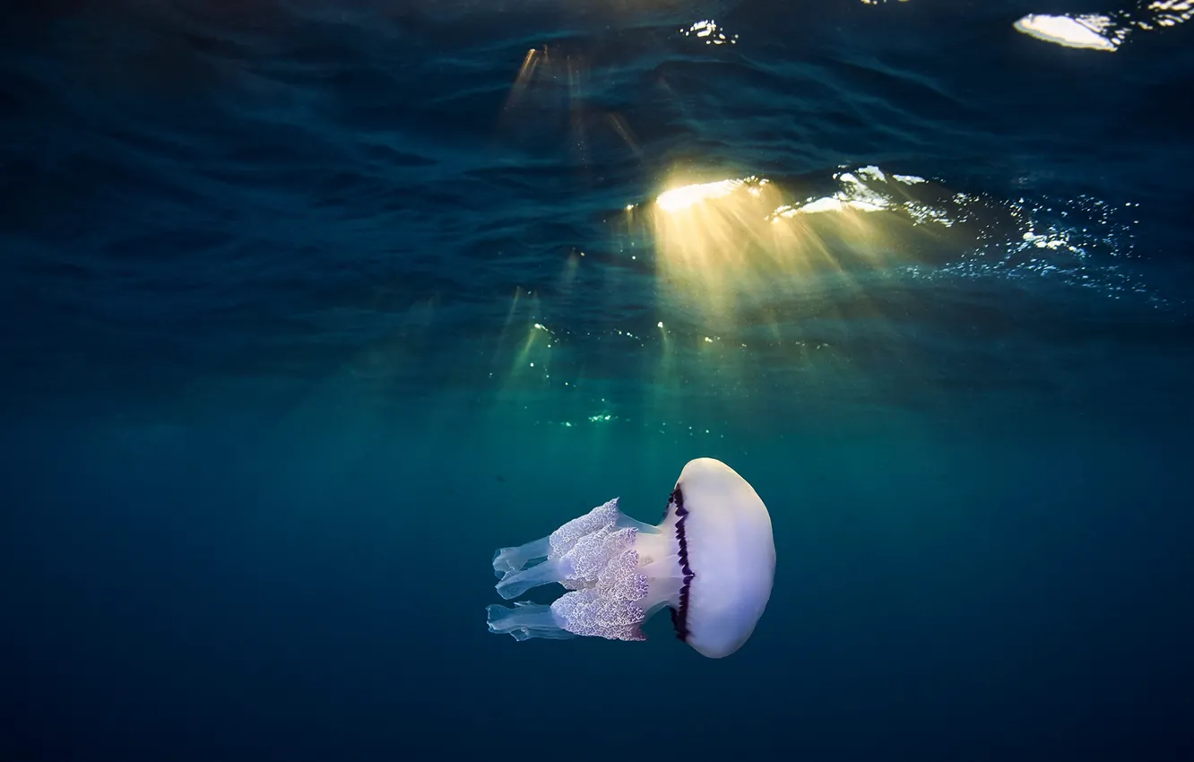 Фото обои море, свет, медуза