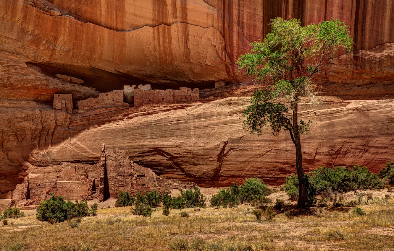 Фото обои природа, дерево, скалы, каньон, рисунки, сша, жилища