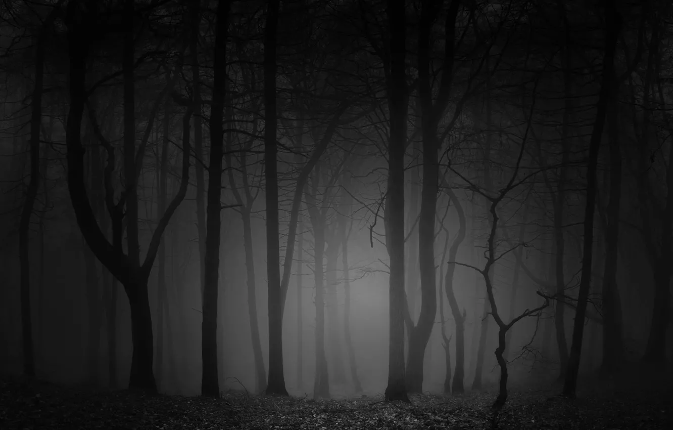 Фото обои лес, деревья, ночь, природа, туман, черно-белое, монохром, monochrome