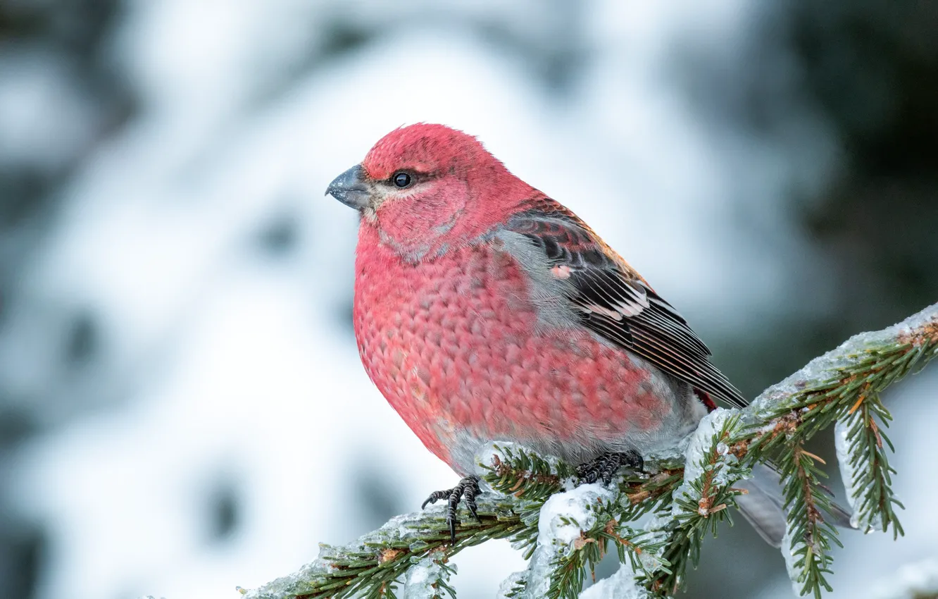 Фото обои зима, снег, птица, розовая, ветка, хвоя, щур
