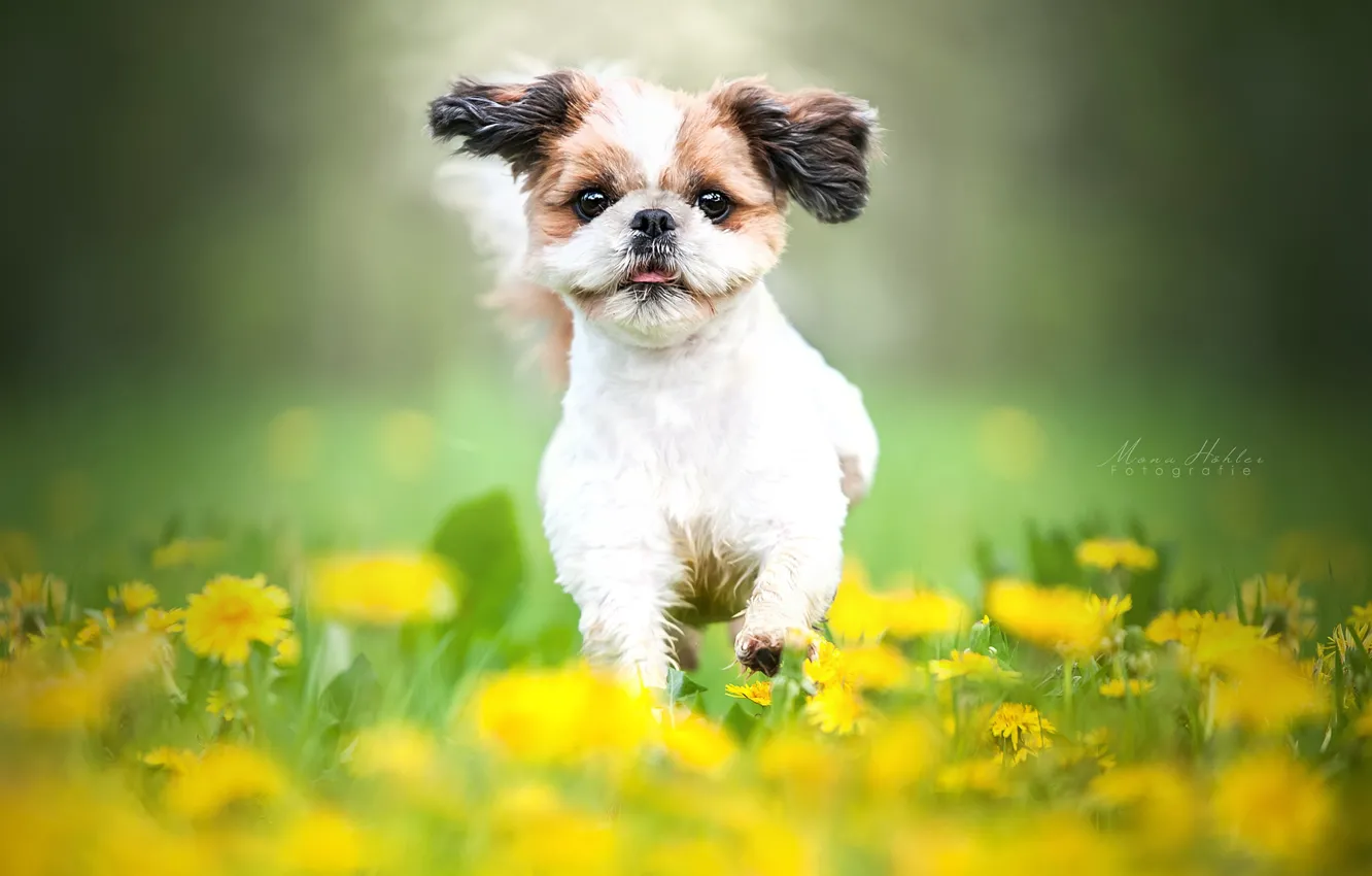 Фото обои цветы, настроение, собака, луг, прогулка, одуванчики, боке, пёсик