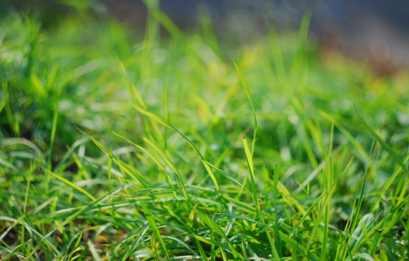 Фото обои зелень, макро, зеленый, фон, Трава, grass, leaves