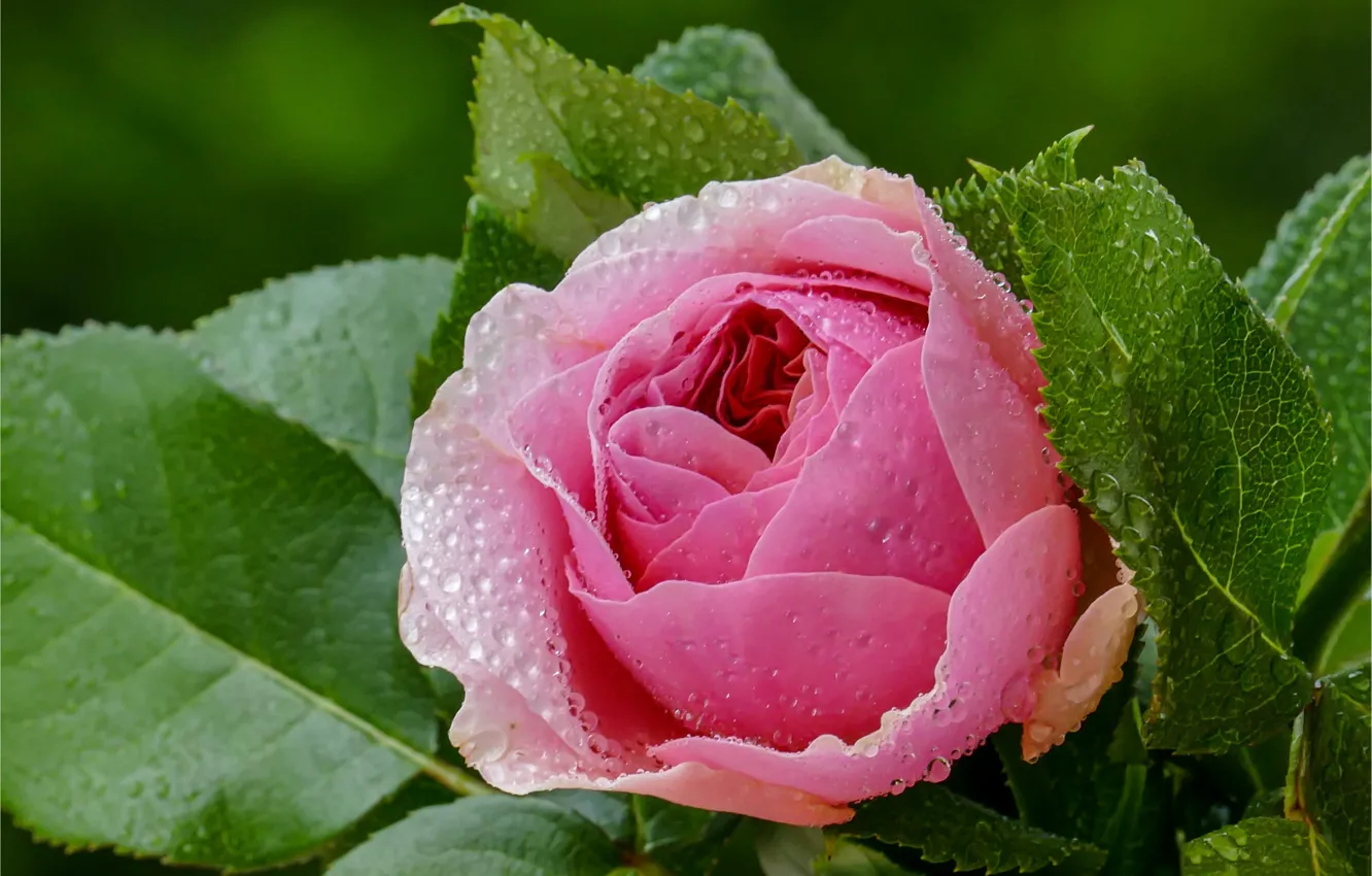 Фото обои цветок, листья, капли, макро, розовая, роза