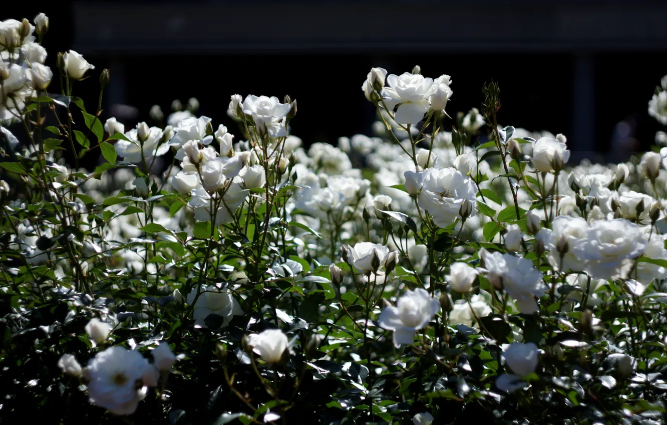 Фото обои свет, цветы, розы, сад, белые, цветение, много, розовый куст