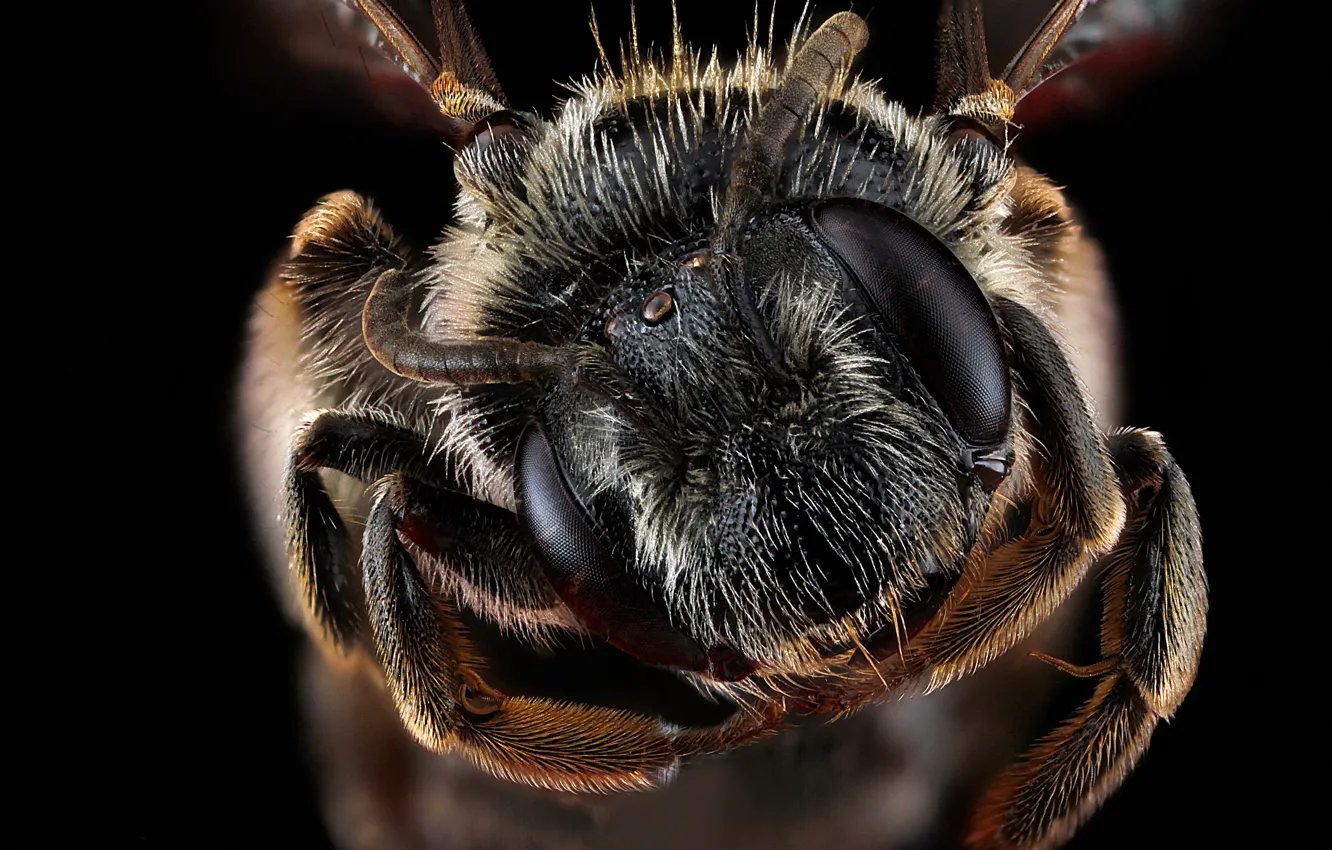 Фото обои природа, пчела, насекомое, andrena virginiana