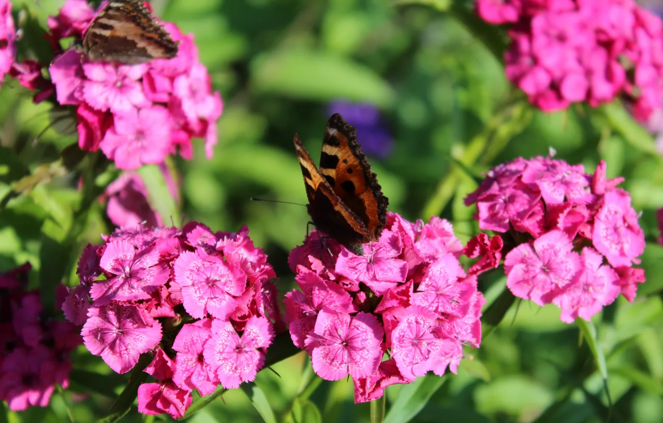 Фото обои цветы, природа, розовый, весна, Бабочка, гвоздика