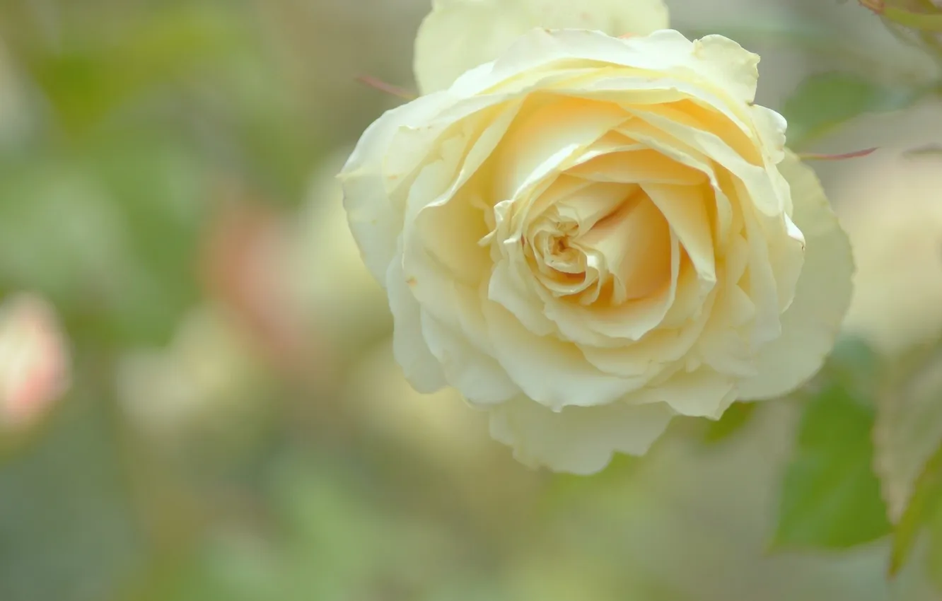 Фото обои макро, роза, жёлтая
