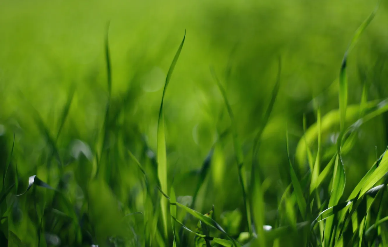 Фото обои поле, трава, фото, зелёный, стебельки, макро обои