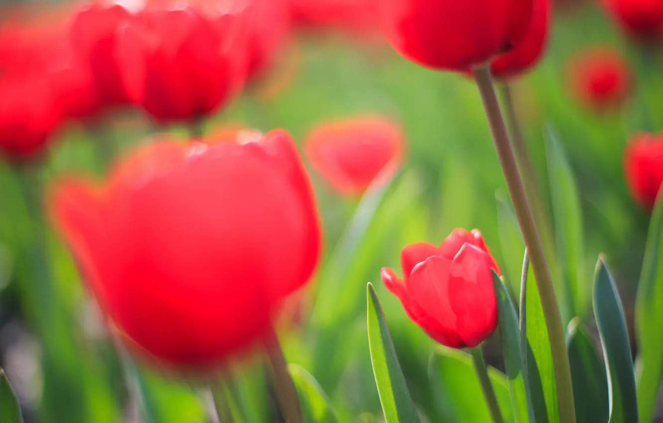 Фото обои поле, фокус, весна, тюльпаны, красные