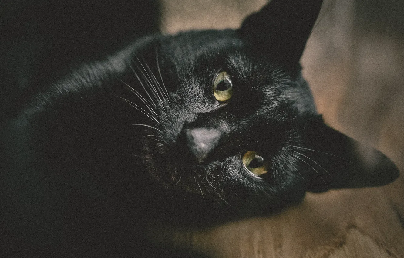 Фото обои мордочка, черный кот, смотрит в камеру
