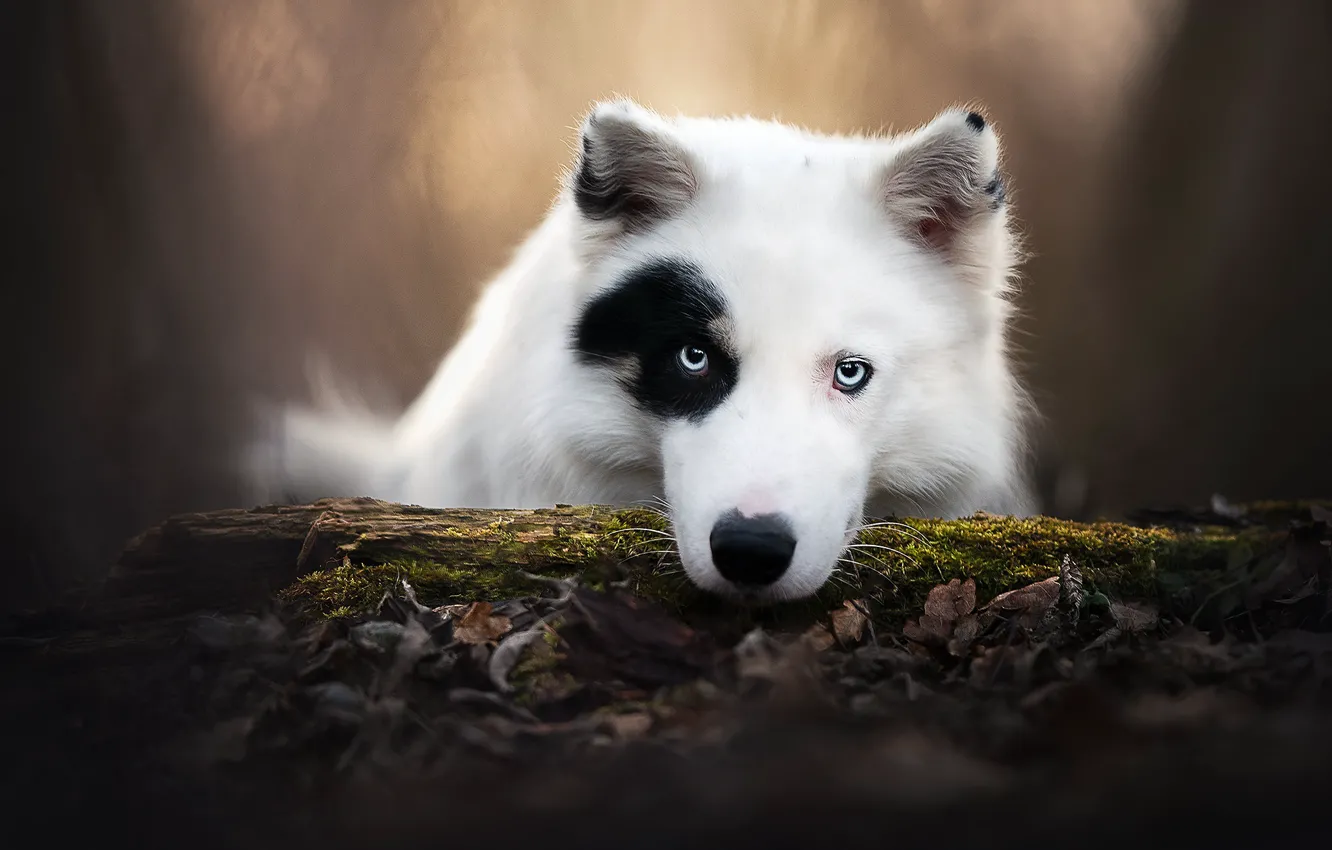 Фото обои взгляд, морда, собака, бревно, боке, Якутская лайка