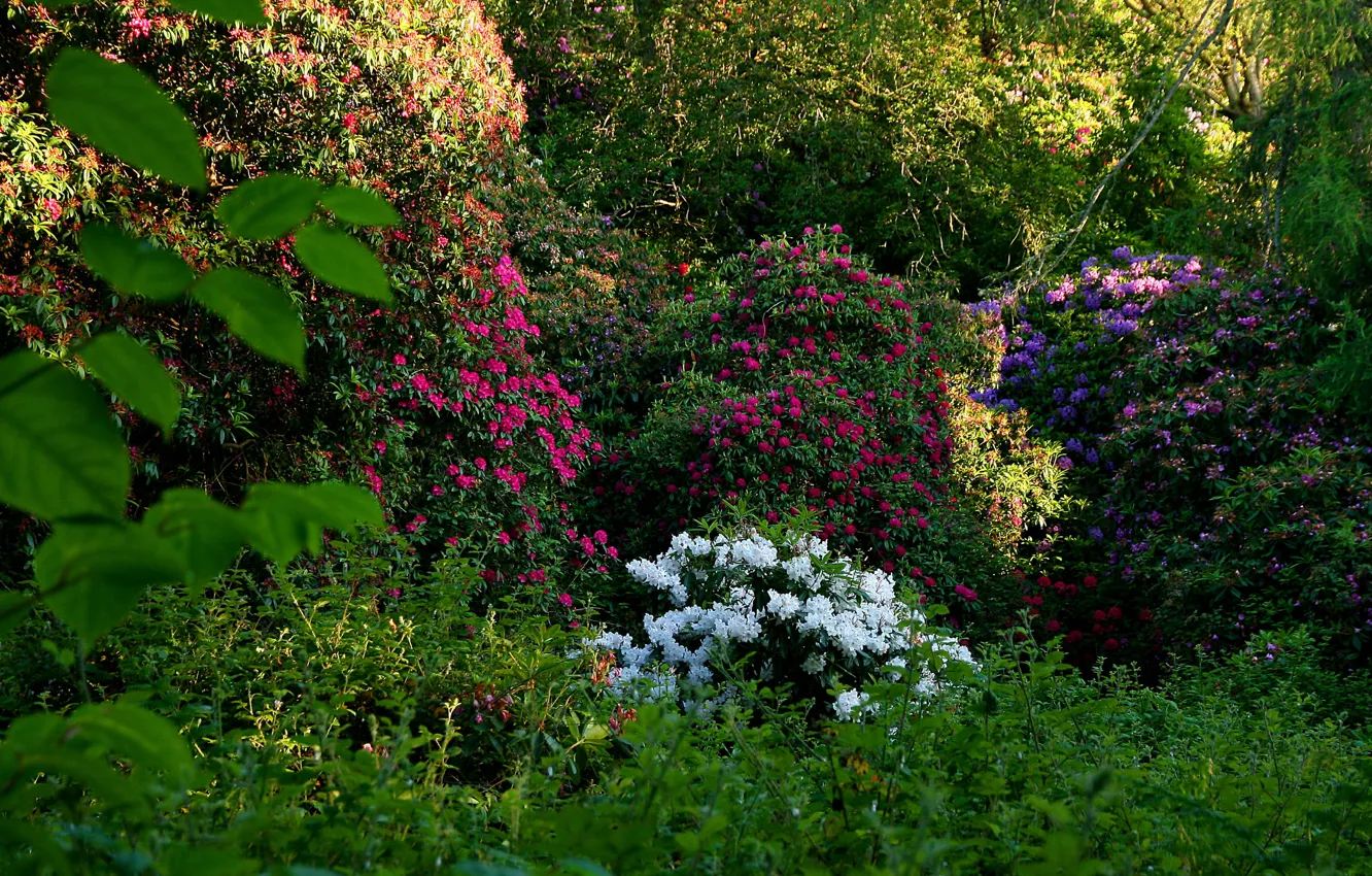 Фото обои зелень, цветы, сад, Ирландия, кусты, Dublin, рододендрон