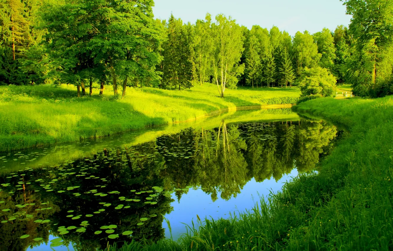 Фото обои зелень, отражения, деревья, река, Природа