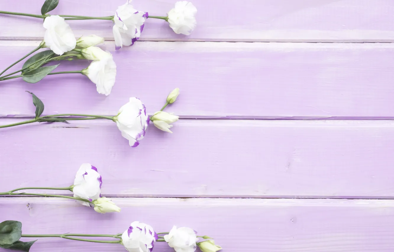 Фото обои цветы, white, белые, бутоны, wood, flowers, эустома, eustoma