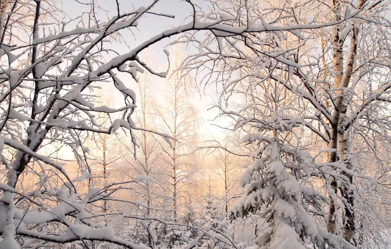 Фото обои зима, снег, деревья, ель, березы