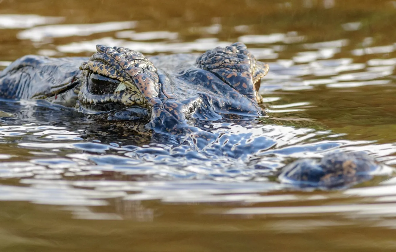 Фото обои хищник, крокодил, водоем