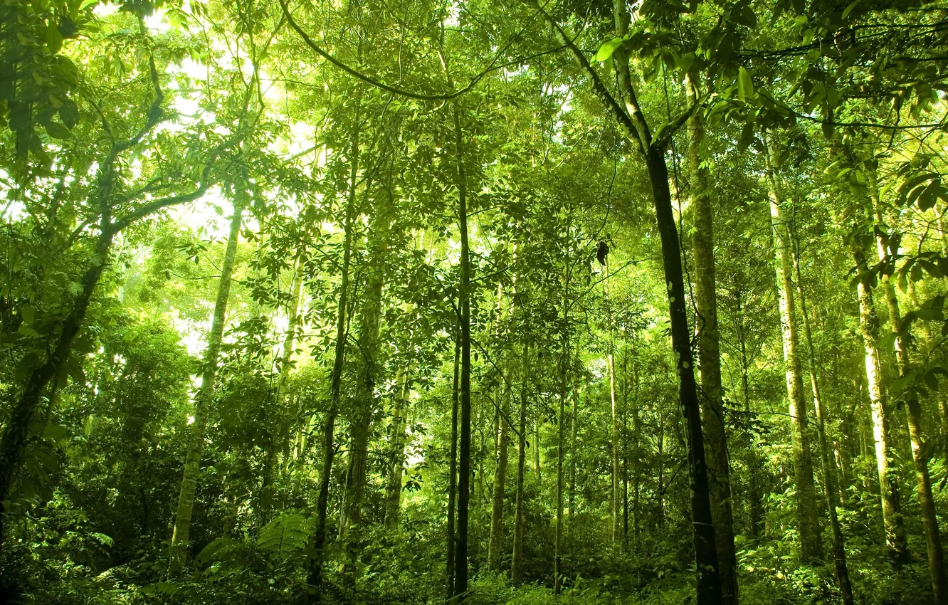 Фото обои лес, деревья, растения, зелёные, высокие, густой, Rainforest
