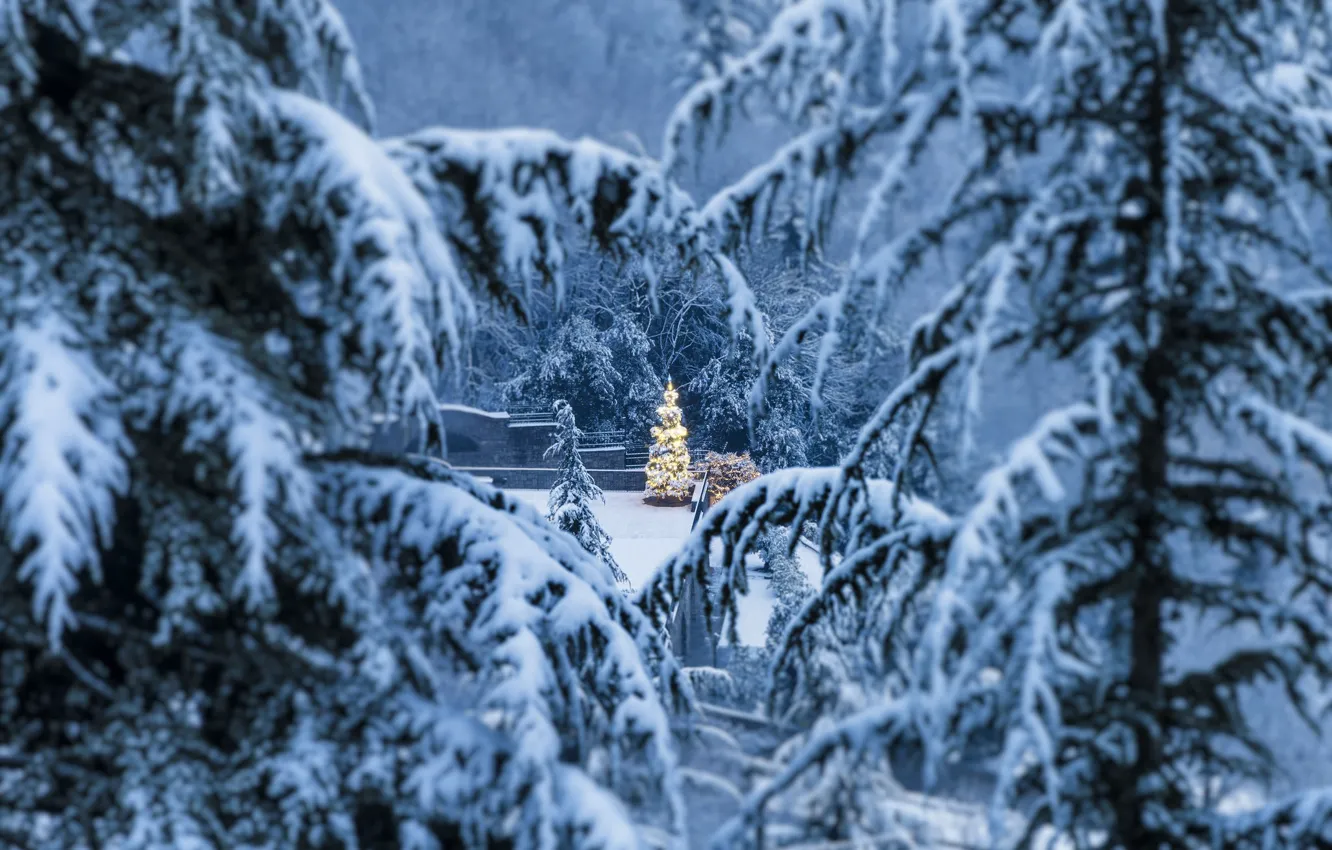 Фото обои зима, ветки, ели, Италия, Italy, Ломбардия, Lombardy, Bergamo