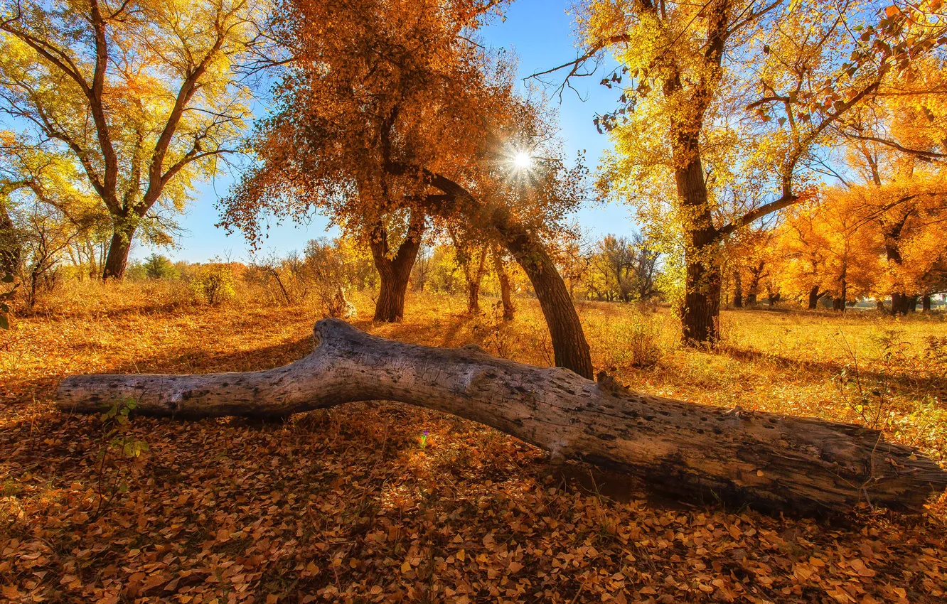 Фото обои осень, небо, листья, природа, Деревья, Сагайдак Павел