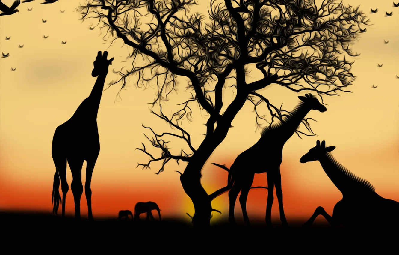 Фото обои закат, жирафы, картинка, сафари