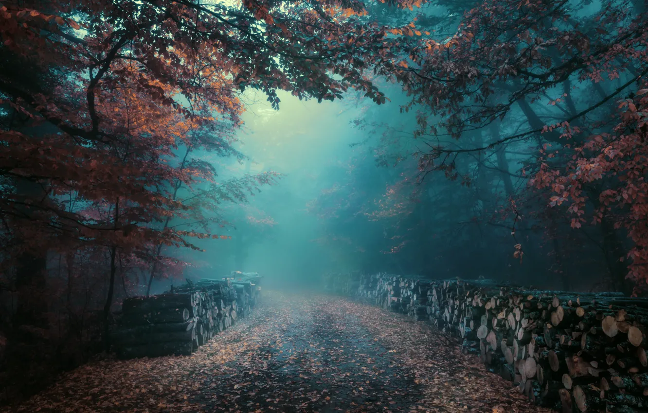 Фото обои дорога, осень, лес, туман, дрова