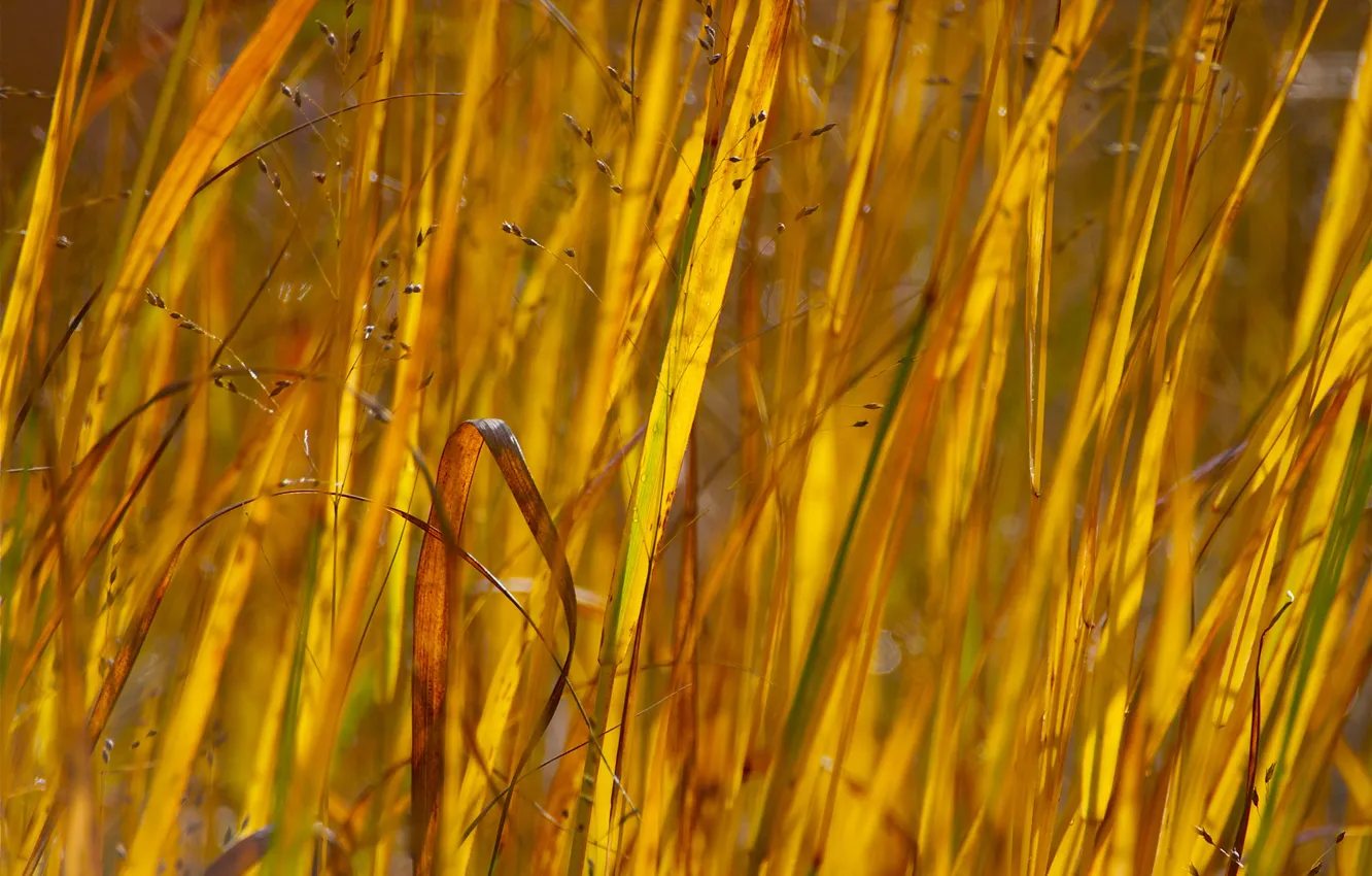 Фото обои осень, трава, макро, растения, луг