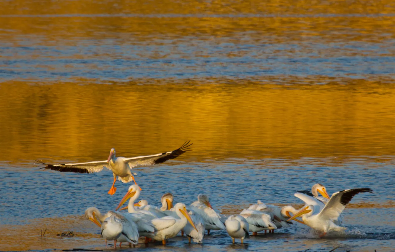 Фото обои вода, птицы, берег, крылья, стая, пеликан
