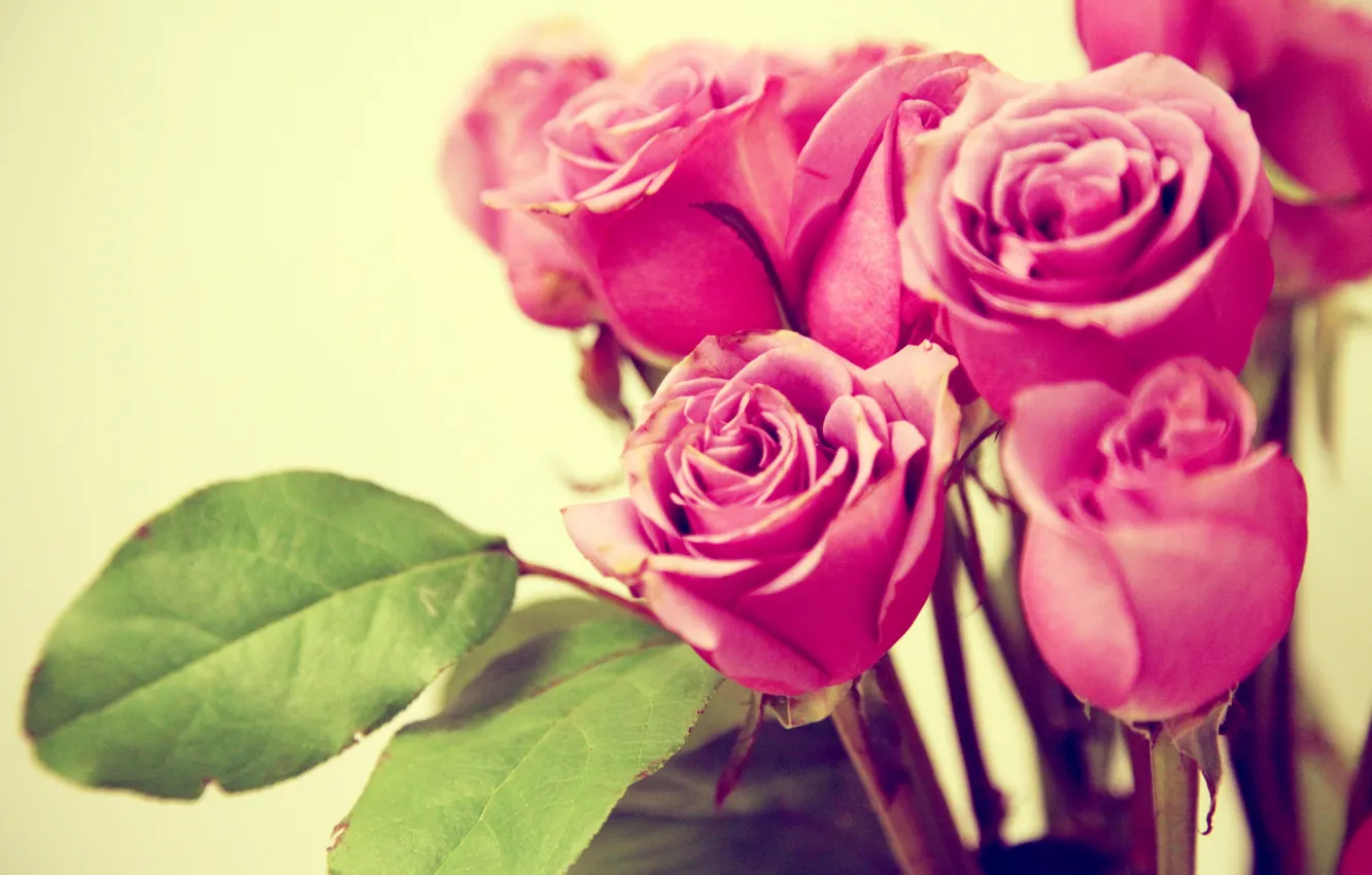 Фото обои листья, макро, цветы, розы, букет, лепестки, розовые, бутоны