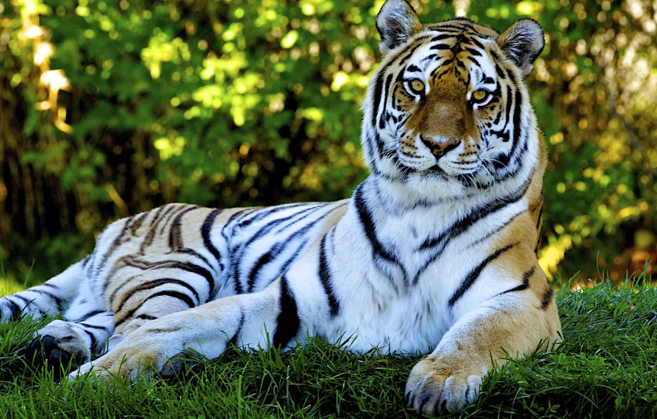 Фото обои кошка, трава, природа, тигр, хищник, grass, nature, tiger