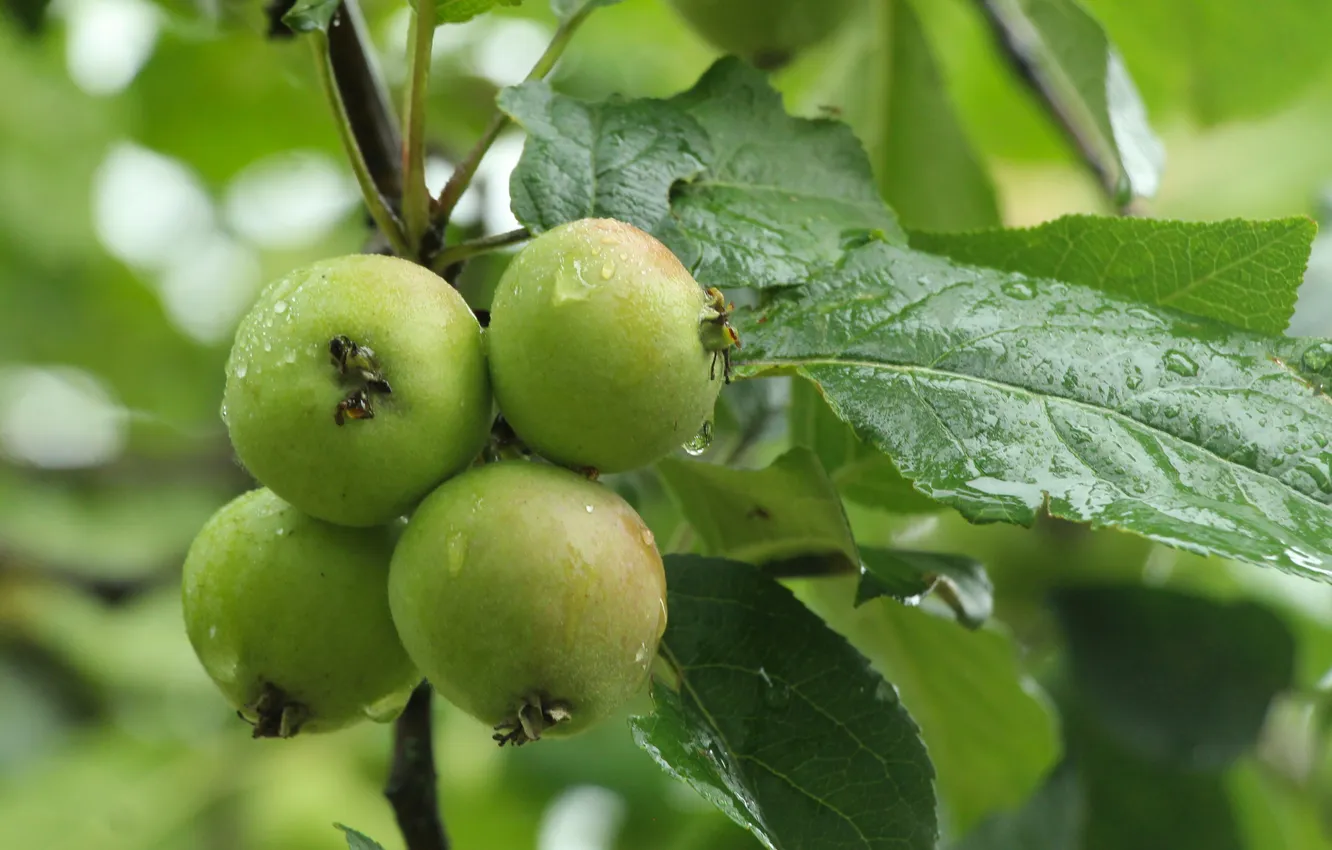 Фото обои apple, fruit, twig