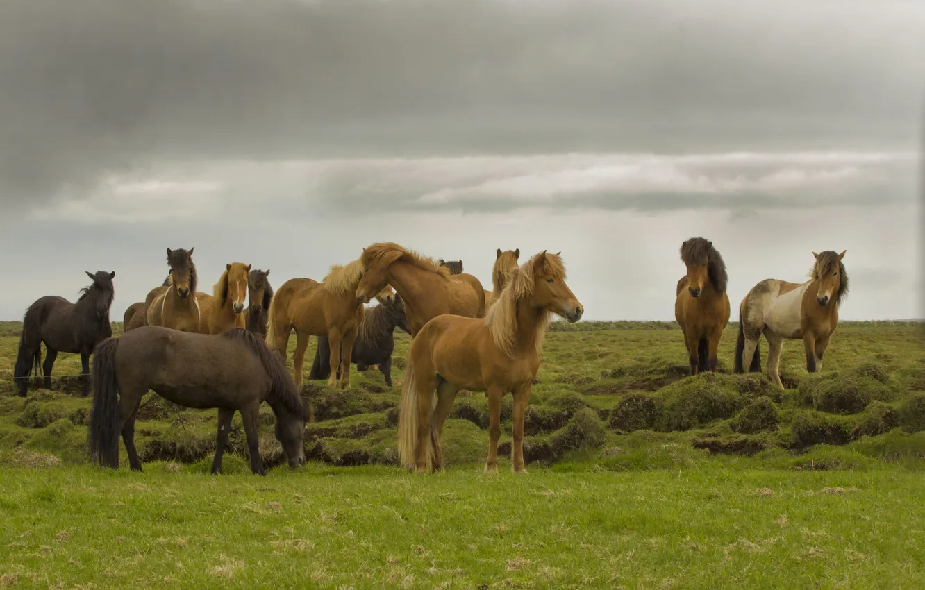 Фото обои гроза, поле, трава, лошади, серые облака