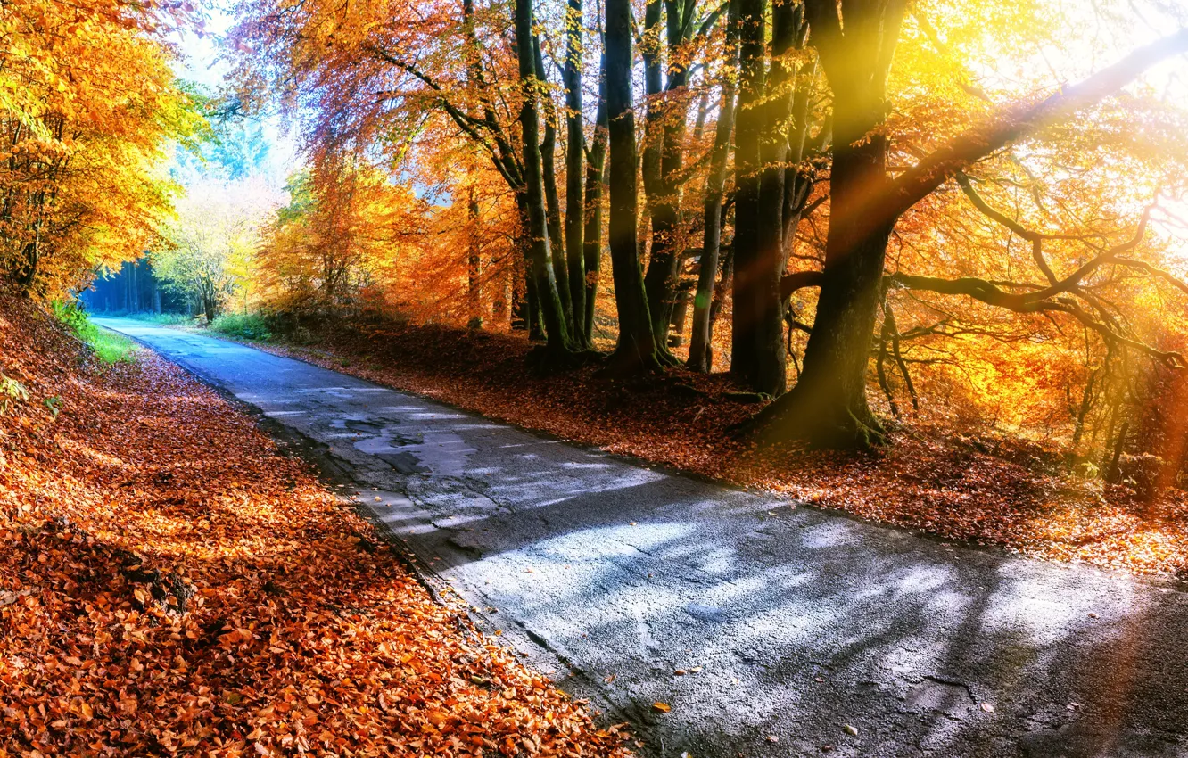 Фото обои дорога, осень, лес, листья, деревья, парк, colorful, forest