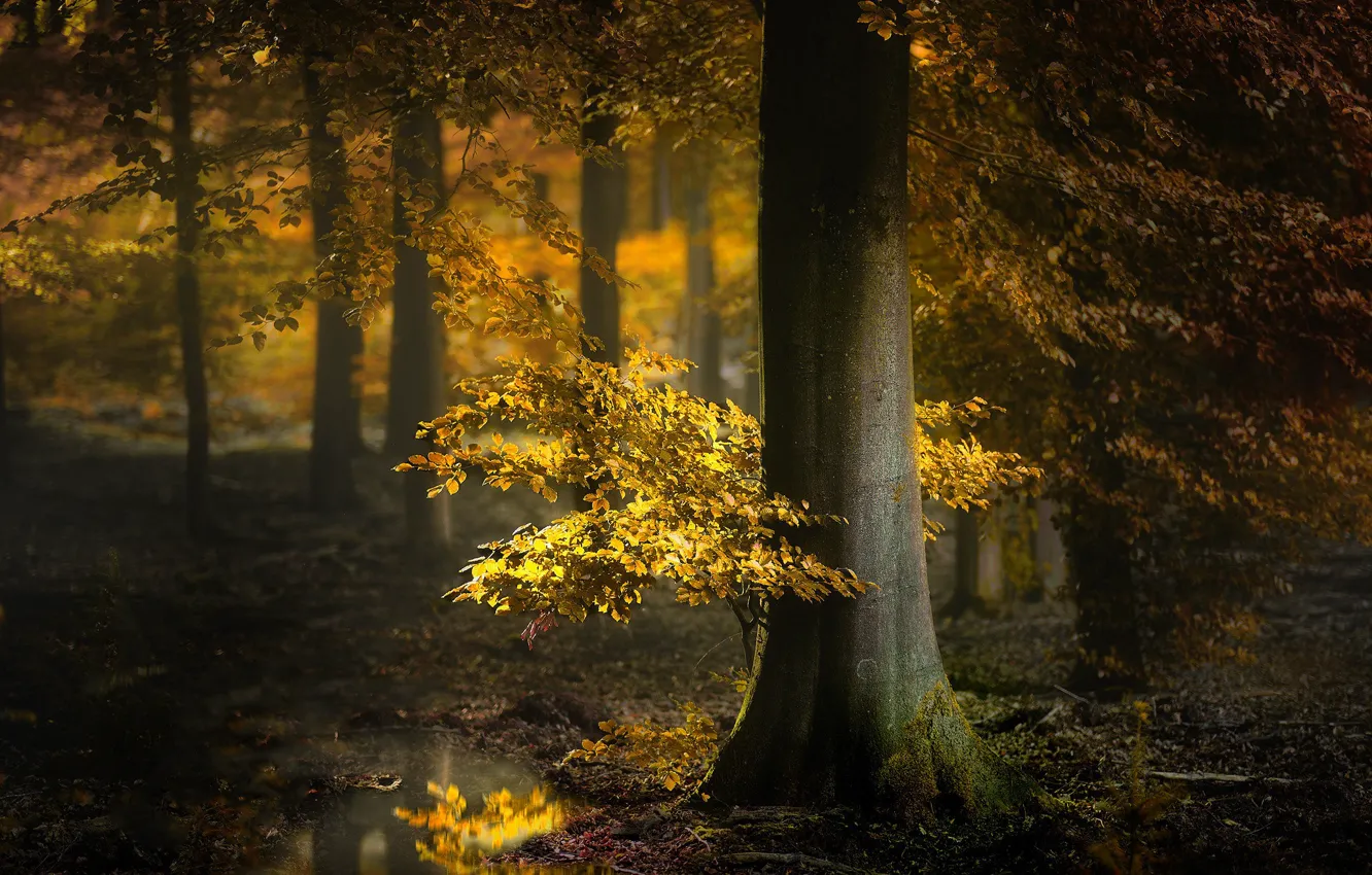 Фото обои осень, лес, деревья, лужа