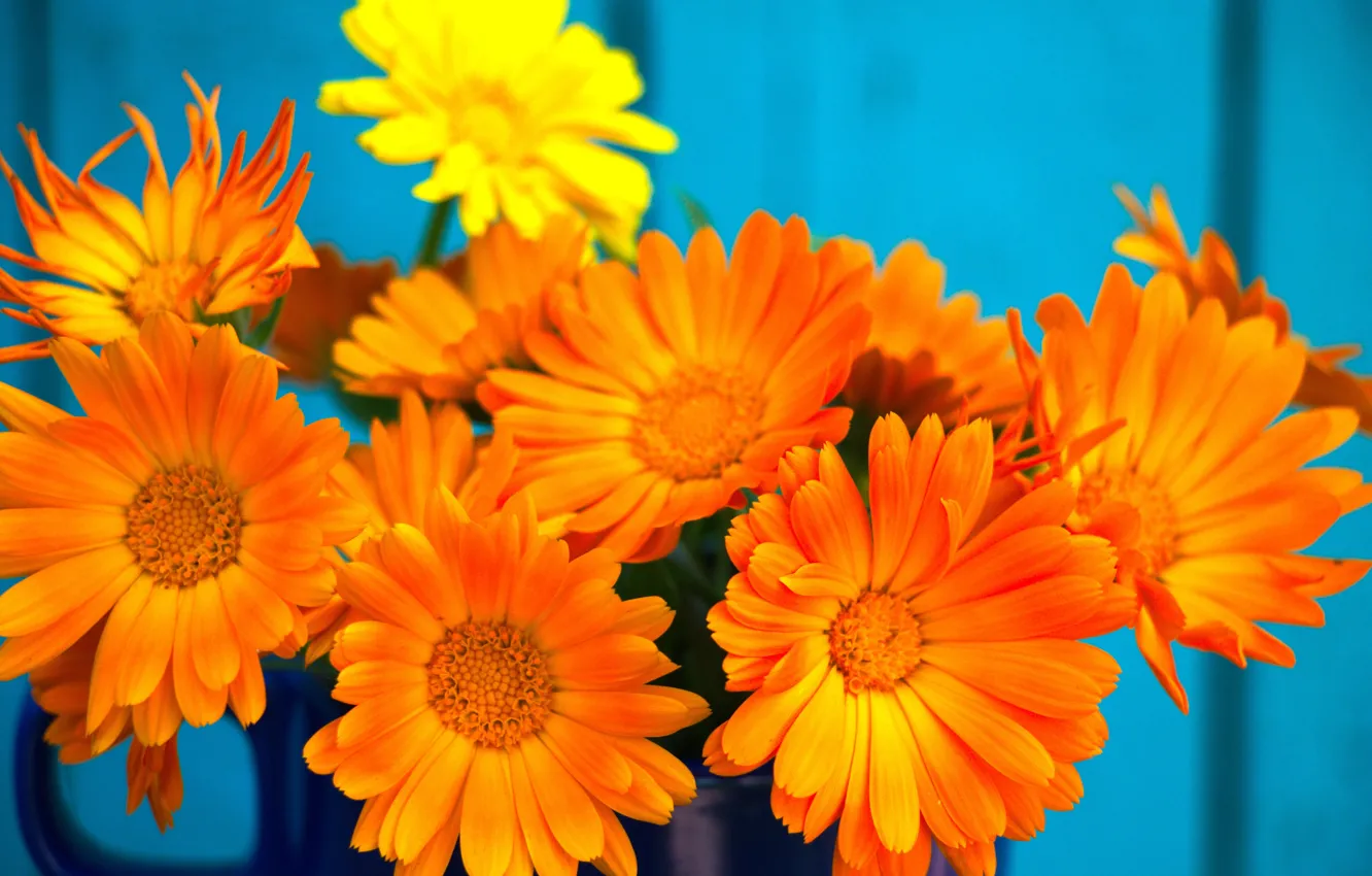 Фото обои цветы, фон, обои, букет, ноготки, календула, оранжевые цветы, минибукет