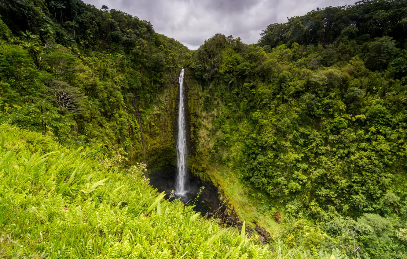 Фото обои зелень, скала, тропики, водопад, джунгли, Гавайи, Big Island, Akaka Falls
