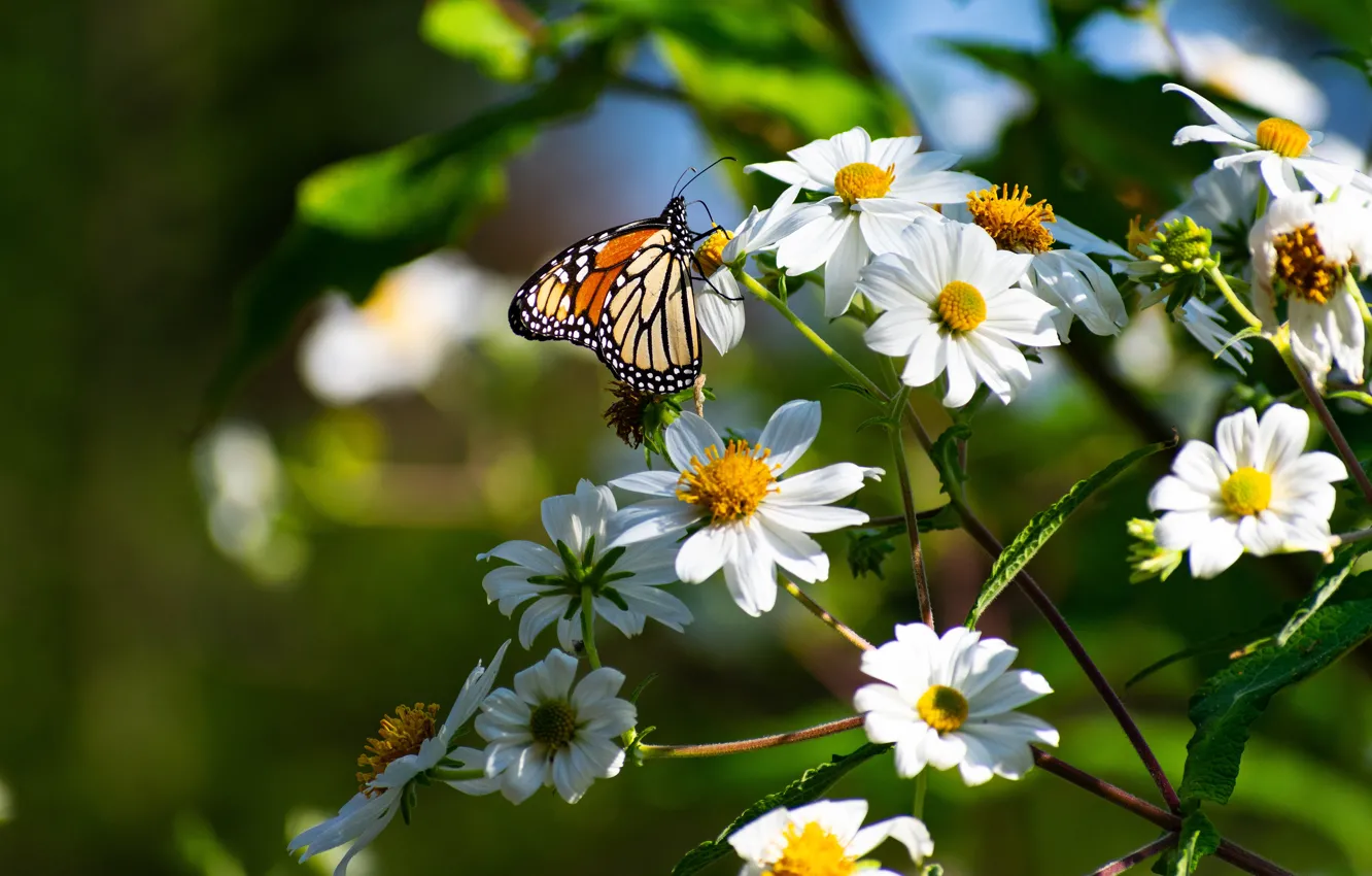 Фото обои лето, макро, цветы, бабочка, насекомое, белые, космеи