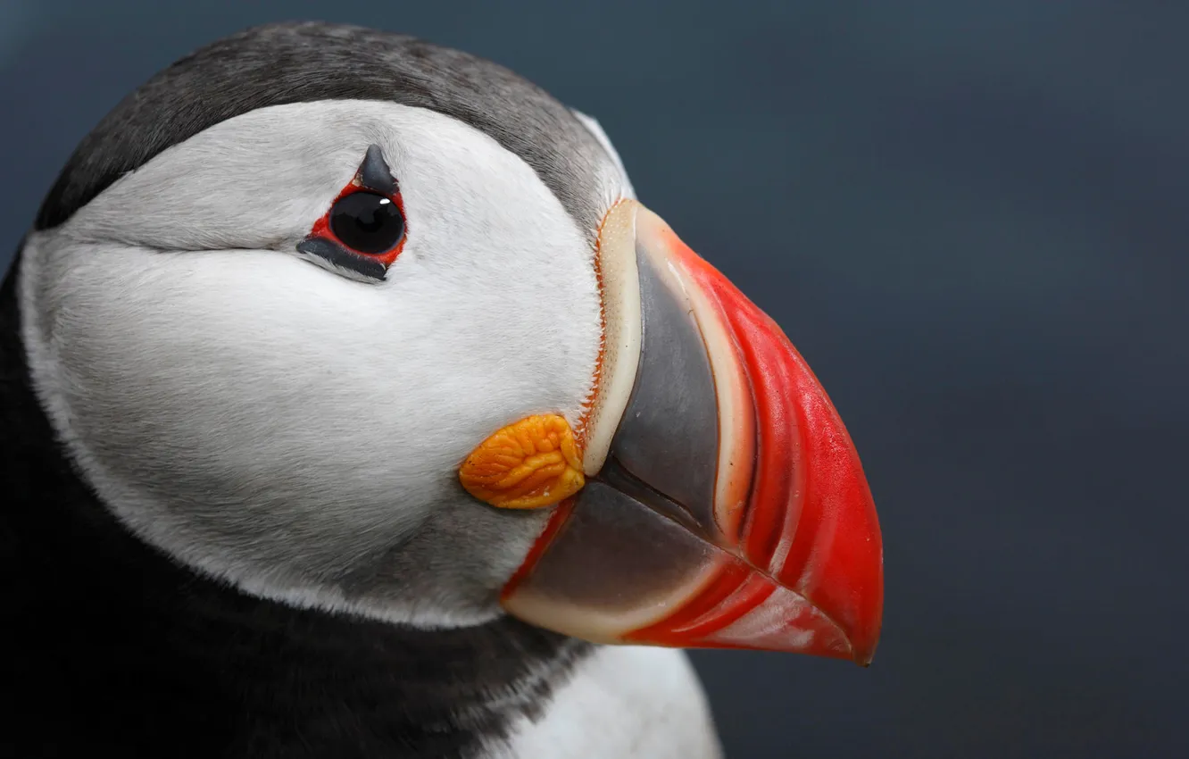 Фото обои макро, птица, голова, клюв, атлантический тупик, Puffin