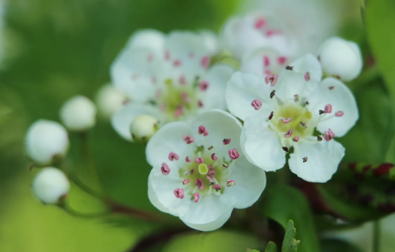 Фото обои white, flower, blooming