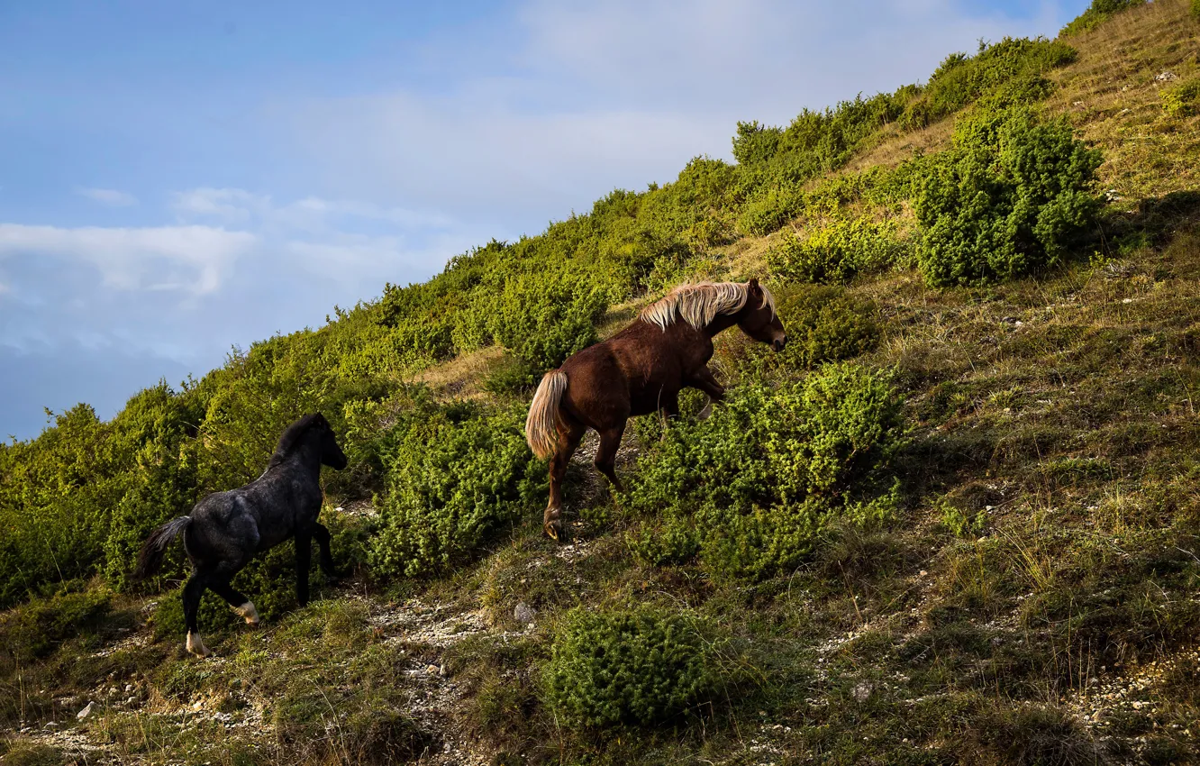 Фото обои трава, гора, склон, лошади, кусты