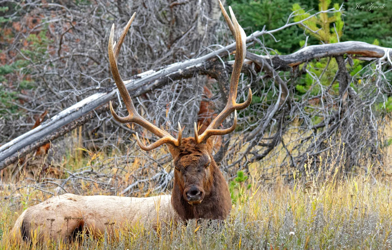 Фото обои морда, деревья, природа, олень, рога, Alberta, Canada, Jasper National Park