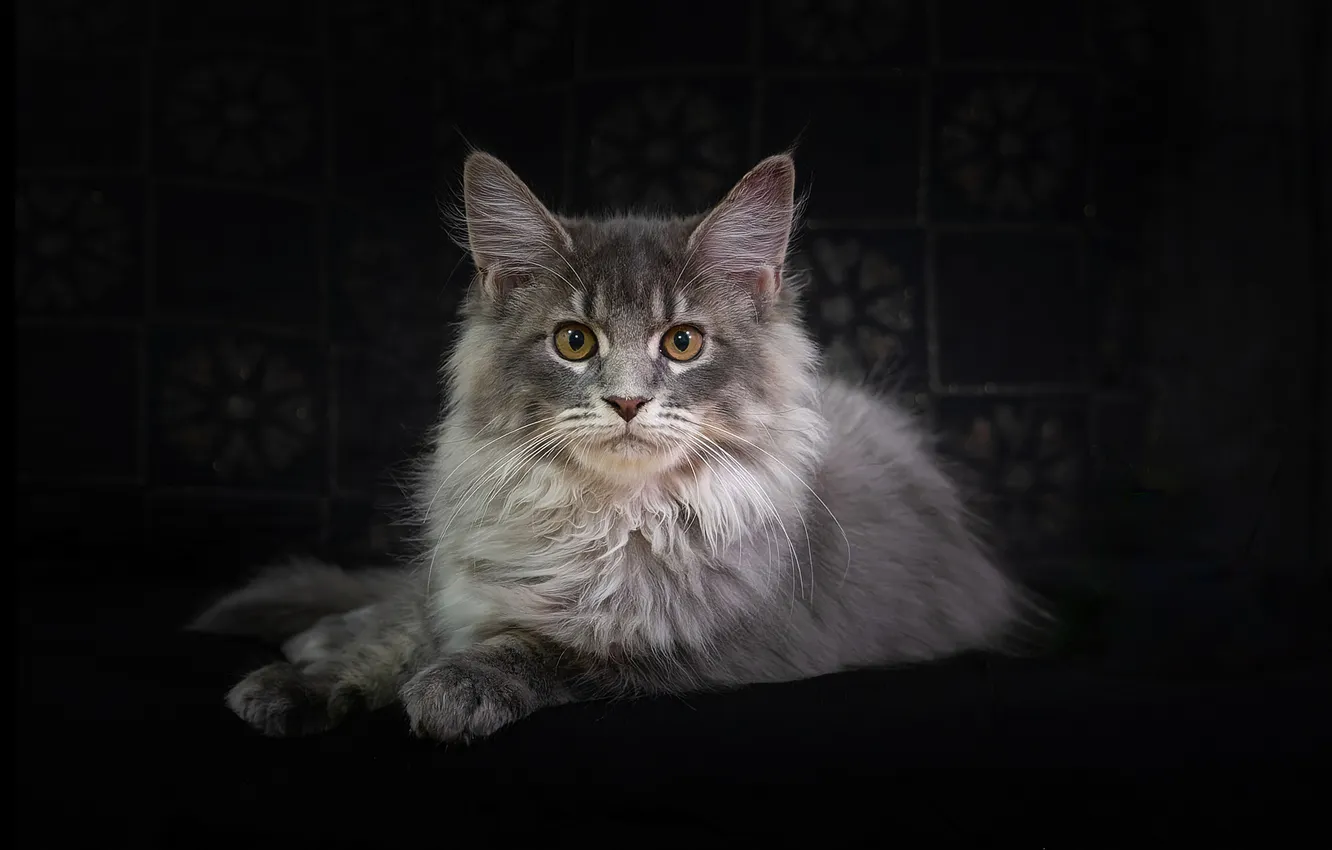 Фото обои кошка, кот, взгляд, портрет, мордочка, тёмный фон, мейн-кун