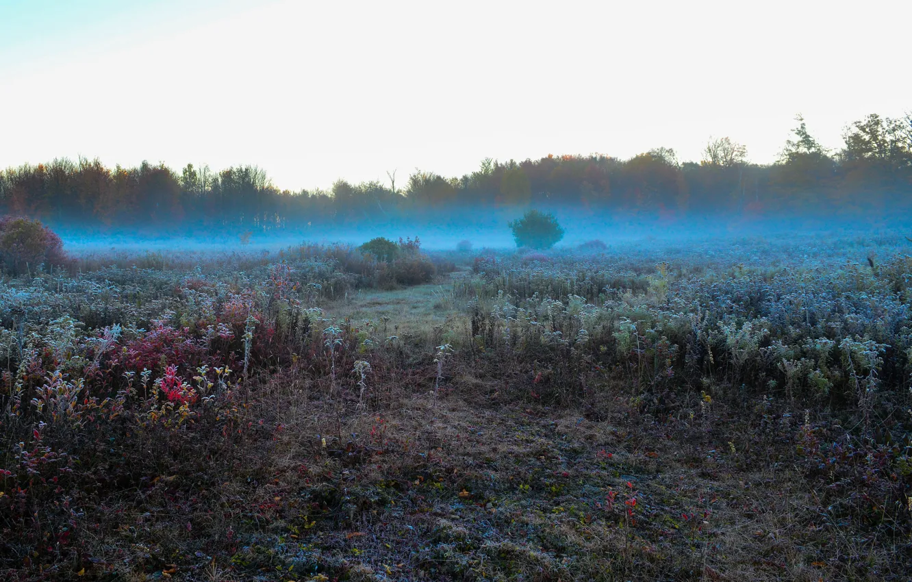 Фото обои иней, поле, небо, трава, деревья, туман, утро, луг