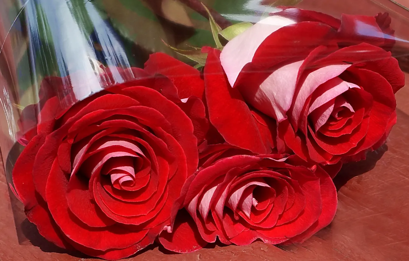 Фото обои цветы, розы, поздравление