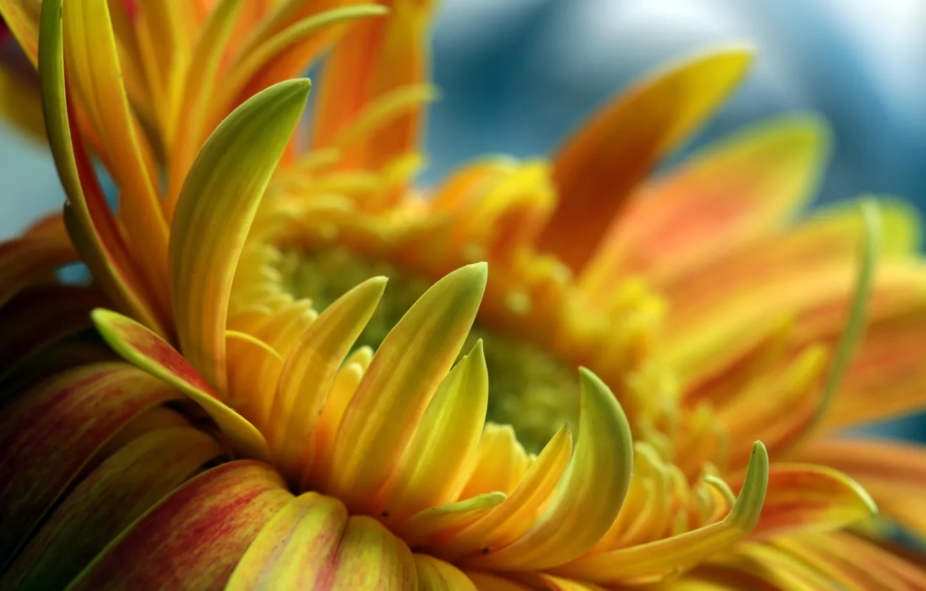Фото обои цветок, макро, оранжевый, гербера