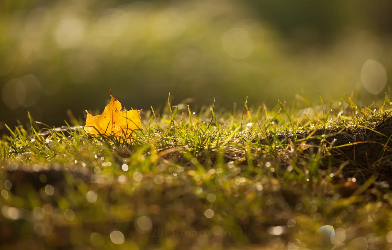 Фото обои осень, трава, макро, лист, роса, блики