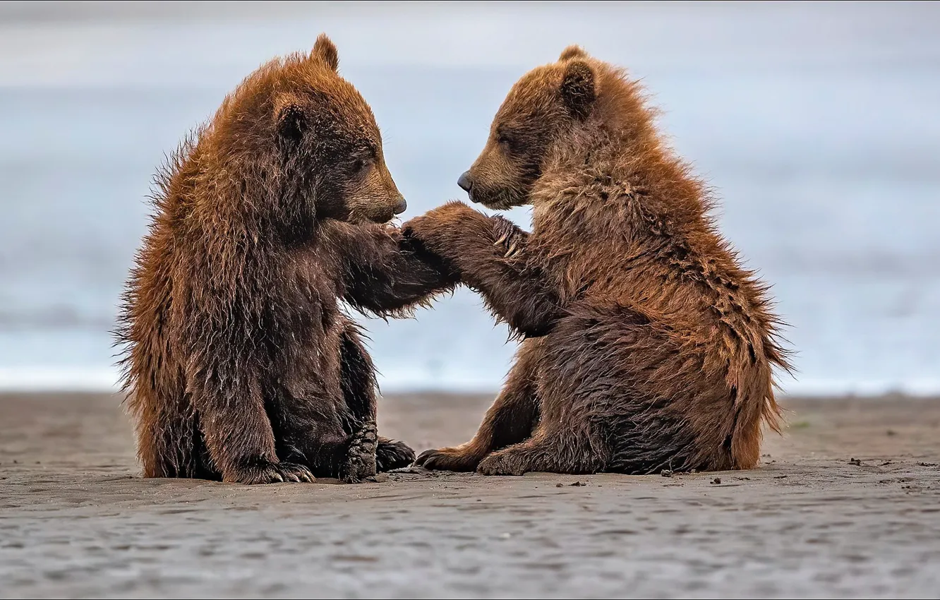 Фото обои nature, friends, bears, outdoors, cubs
