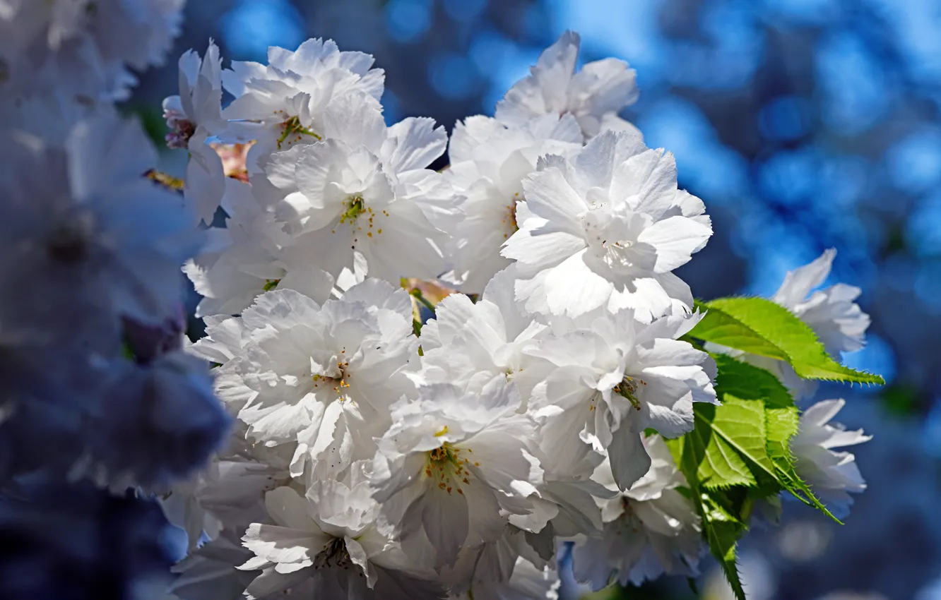 Фото обои цветы, ветки, весна, сакура, белые, цветение, голубой фон